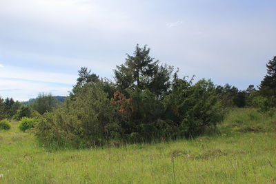 Trees on field against sky