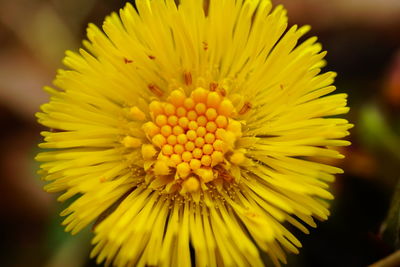 Close-up of yellow flower blooming outdoors