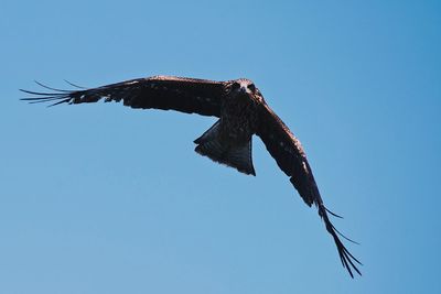 Low angle view of eagle flying in sky