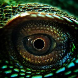 Cropped image of chameleon eye