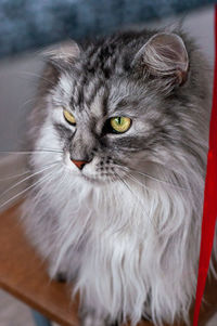 Close-up portrait of a cat