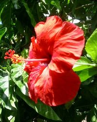 Close-up of red hibiscus flower