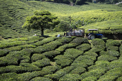 Scenic view of agricultural field