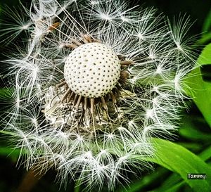 Close-up of spiked plant