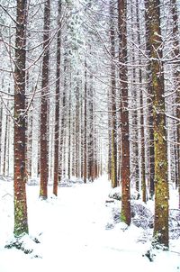 Snow covered trees in forest