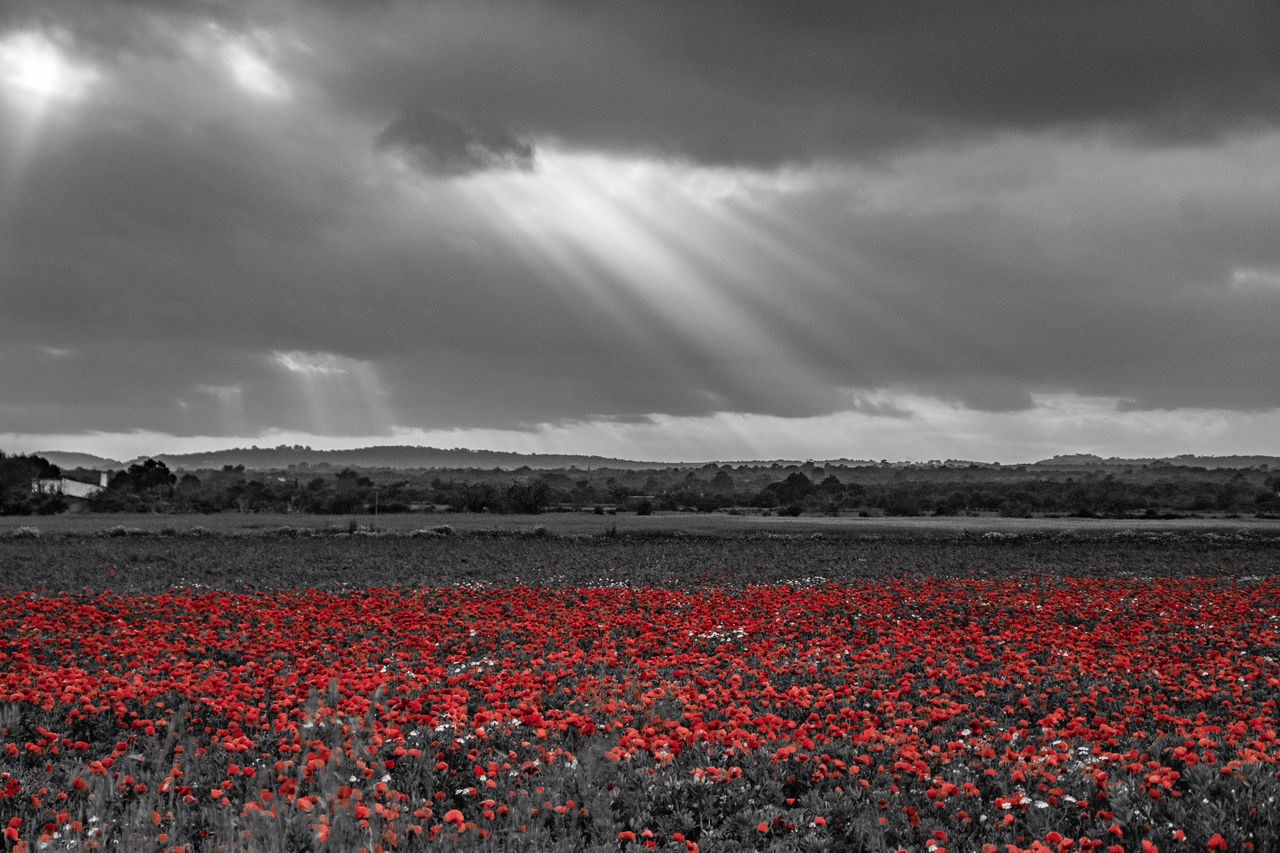 SCENIC VIEW OF FLOWERING FIELD AGAINST SKY