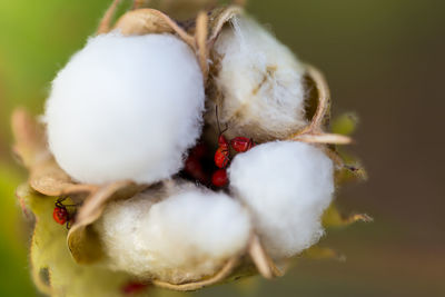 Close-up of fruits on plant