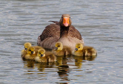 Ducks in lake