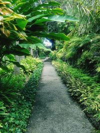 Walkway amidst trees