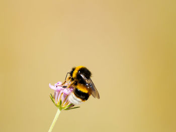 Close-up of bee pollinating on yellow flower