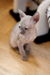 Close-up of cat sitting on wooden floor