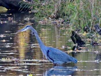 High angle view of gray heron in lake