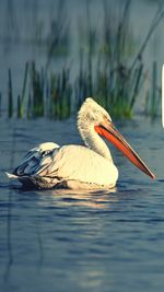 Close-up of pelican on lake