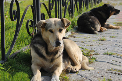 Two large stray dogs lie on the sidewalk in the city park.