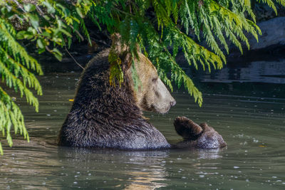 View of an grizzlyl in water