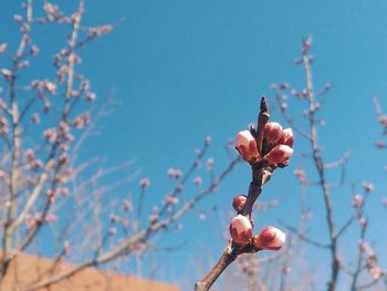 Close-up of flower against blurred background