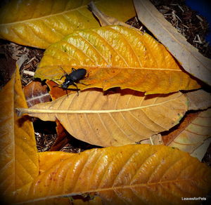 Close-up of snake during autumn