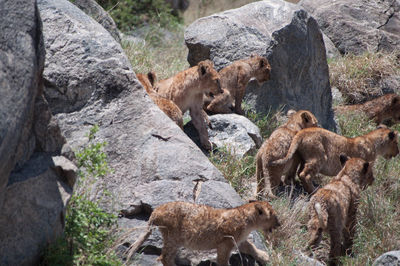 African lion cubs playing on some rocks