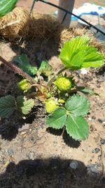 High angle view of plant growing on field