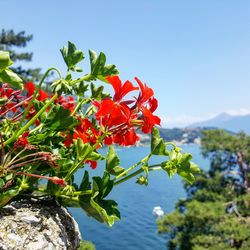 Close-up of red flowering plant against sky