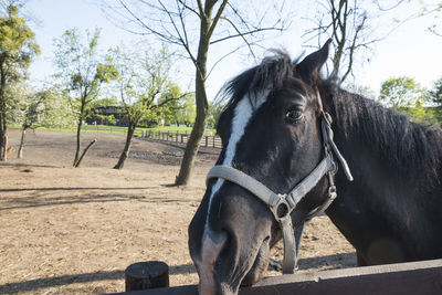 Horse in a farm