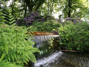 Plants by pond in garden