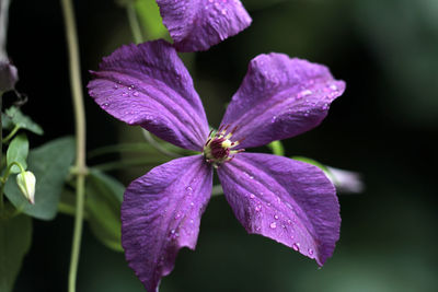 Close-up of purple flowering plant