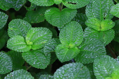 Full frame shot of wet leaves
