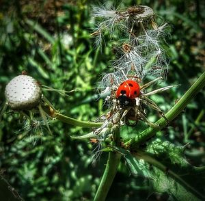 Close-up of insect on plant