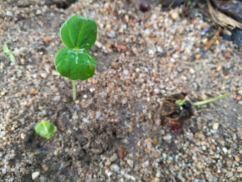 High angle view of insect on plant