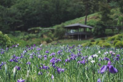 Purple flowering plants on field