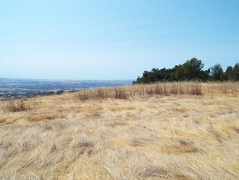 Scenic view of field against clear sky
