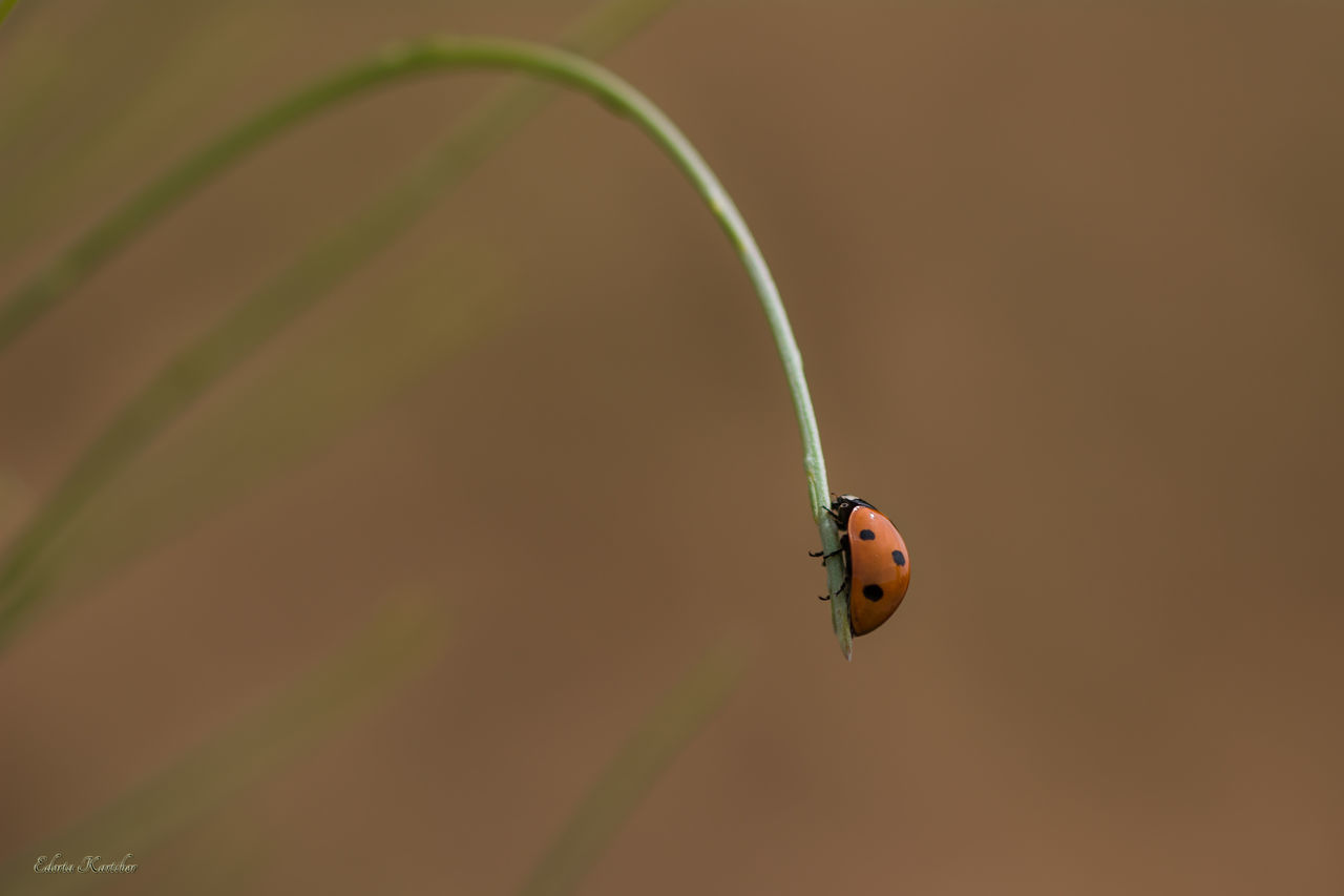 CLOSE-UP VIEW OF INSECT