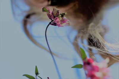 Close-up of pink flowering plant