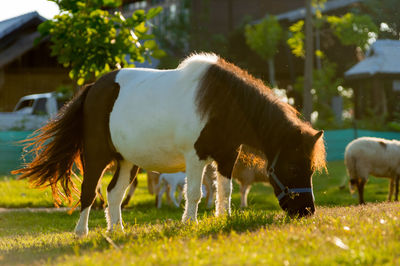 Horses grazing in a field