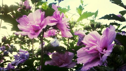 Close-up of pink flowers