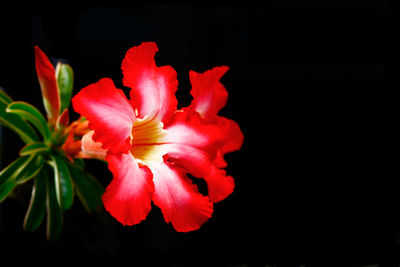 Close-up of pink flowers against black background