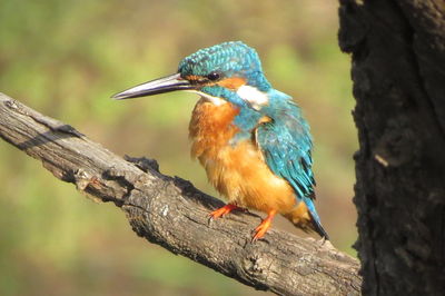 Close-up of bird perching on wood