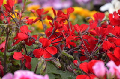 Close-up of red flowering plants