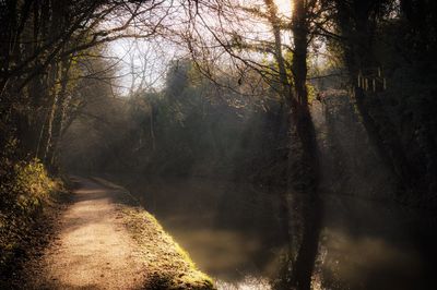 Road amidst trees in forest