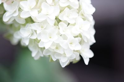 flowering plant