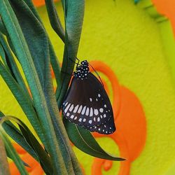 Close-up of butterfly on flower