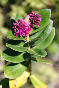 Close-up of pink flowering plant