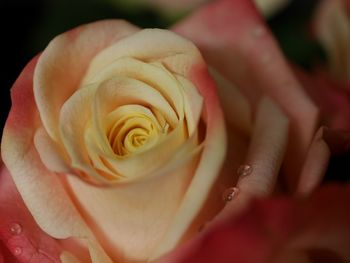 Close-up of rose flower