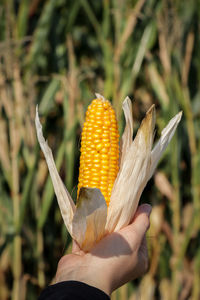 Close-up of hand holding corn