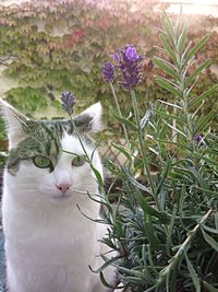 Cat looking away