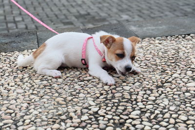 Close-up of dog on pebbles