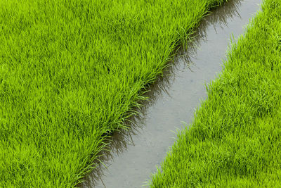 Scenic view of rice field