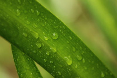 Close-up of raindrops on leaves