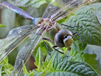 Close-up of insect on plant